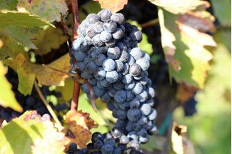 vino